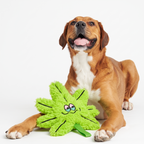 Un perro de tamaño mediano con pelaje marrón y blanco, sentado y jadeando alegremente junto al juguete de peluche verde Herb de Verný en el suelo